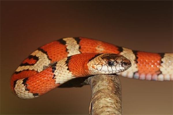 女人做梦梦到小红蛇